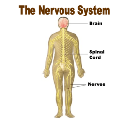 Navigating the body muscular system 1