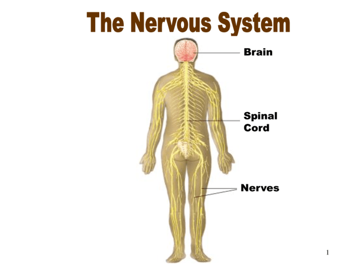 Navigating the body muscular system 1