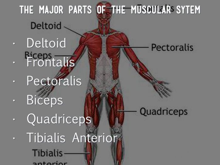 Navigating the body muscular system 1