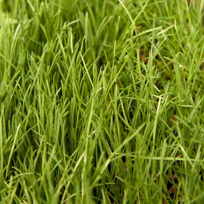 Grass environment blade field depth back