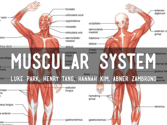 Navigating the body muscular system 1