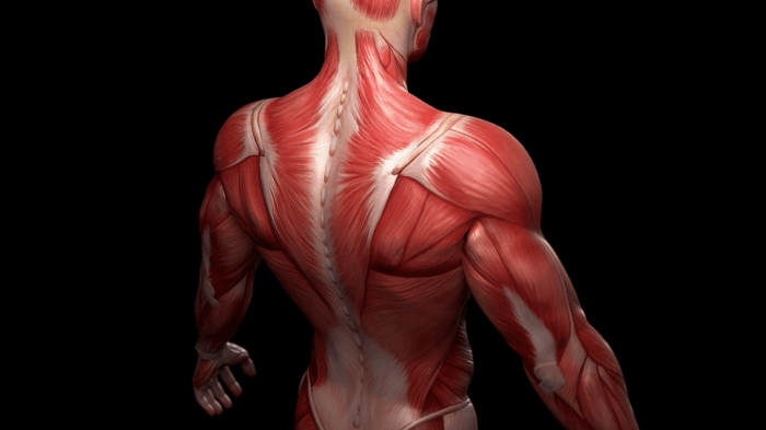 Navigating the body muscular system 1