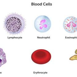 Which of these statements about lymphocytes is false