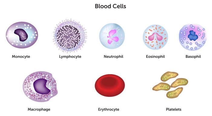 Which of these statements about lymphocytes is false