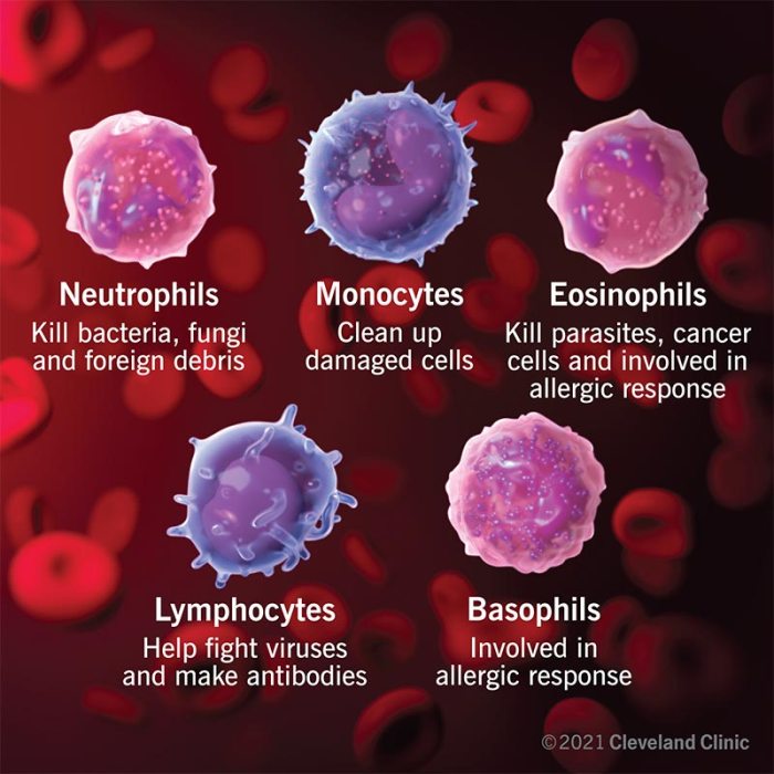 Which of these statements about lymphocytes is false