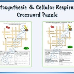 Photosynthesis and cellular respiration crossword puzzle answer key