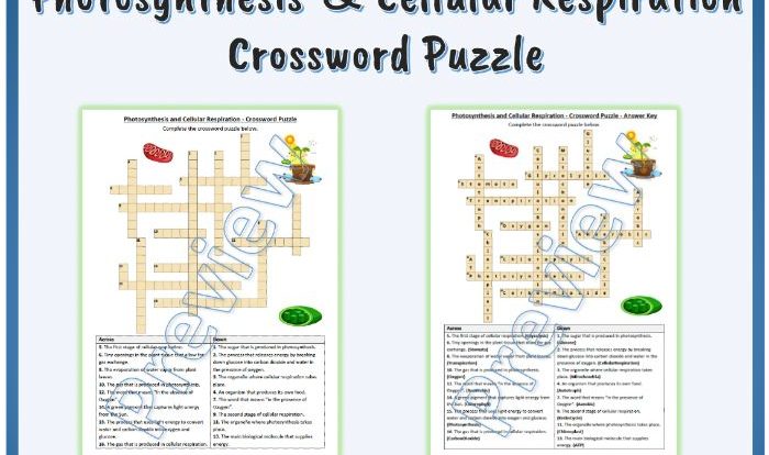 Photosynthesis and cellular respiration crossword puzzle answer key