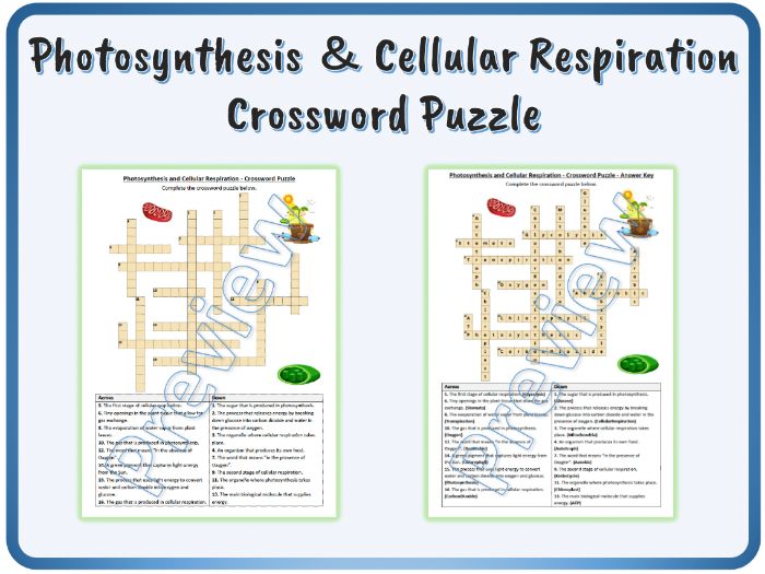 Photosynthesis and cellular respiration crossword puzzle answer key