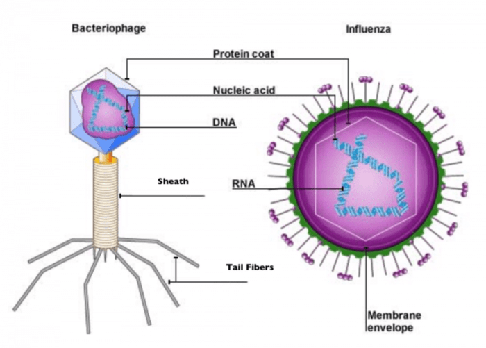 Solved envelope viruses transcribed