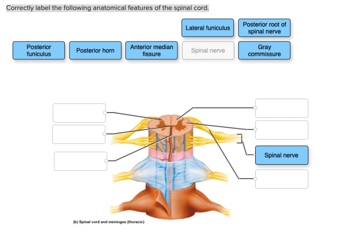 Correctly label the following anatomical features of the talocrural joint.