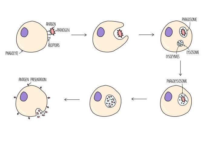 Neutrophil blood infection neutropenia absolute site neutrophils bacteria count cell anc they together cells vessel fight invading off illustration most