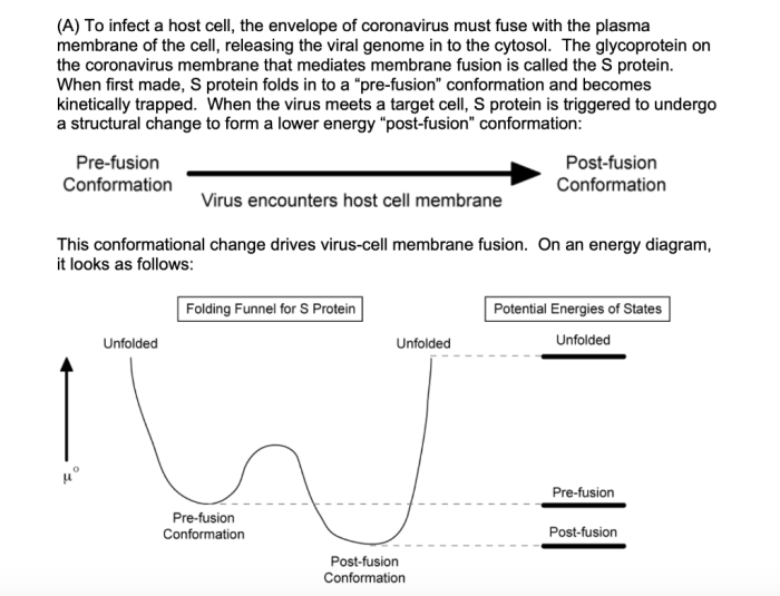 Which of the following is correct regarding the viral envelope